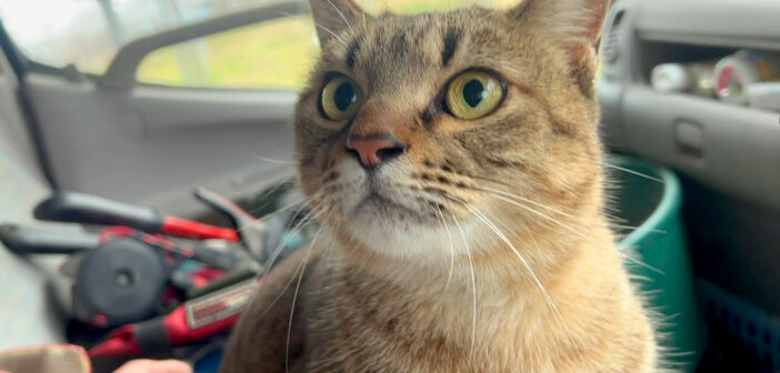 寒さに凍えていた猫を車に乗せてあげたら… とっても嬉しかったようで、愛らしい姿を次々と見せてくれた (*´ェ`*)