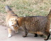 大学の構内で暮らす70匹の野良猫。教職員や学生達に優しく世話をされて、幸せいっぱいの日々を送る (*´ｪ｀*)