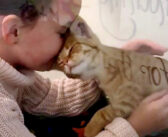 猫の世話を手伝うために保護施設にやってきた女の子。子猫の猛アプローチを受けると、一瞬のうちに離れられない存在に♪