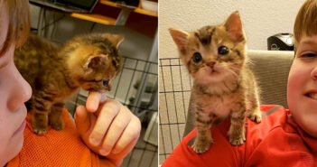 路上から助け出された独りぼっちの小さな子猫。人間の肩に安心すると、幸せいっぱいの子猫に生まれ変わる (*´ェ`*) 肩に乗る子猫