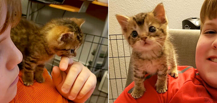 路上から助け出された独りぼっちの小さな子猫。人間の肩に安心すると、幸せいっぱいの子猫に生まれ変わる (*´ェ`*)