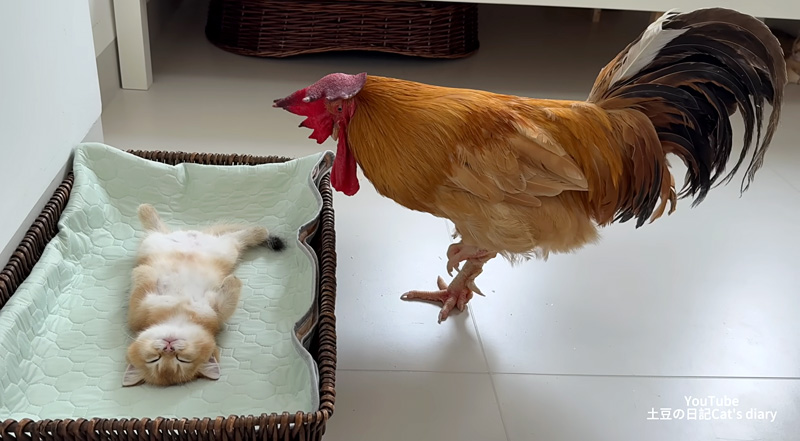 子猫を心配するニワトリ