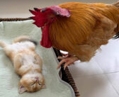 子猫が死んでしまったのではないかと思い、懸命に生存確認するニワトリ。でもそれが勘違いだと分かると優しい行動に出た