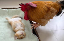 子猫を心配するニワトリ