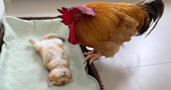 子猫を心配するニワトリ