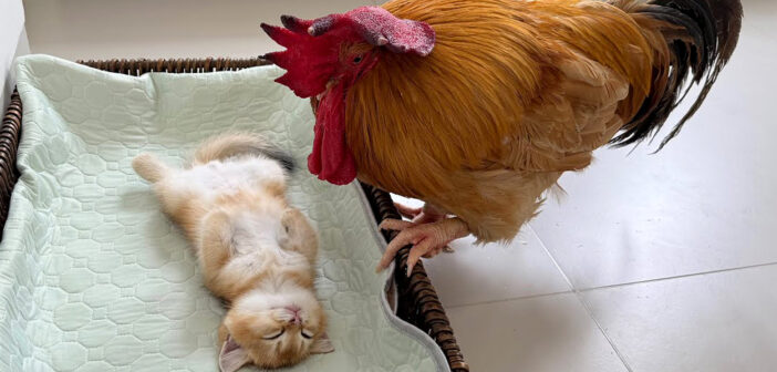 子猫が死んでしまったのではないかと思い、懸命に生存確認するニワトリ。でもそれが勘違いだと分かると優しい行動に出た