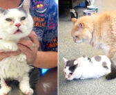 生後2ヶ月の大きさで成長が止まった猫。障がいにも負けることなく、温かい家族の元で幸せに生きる姿に胸が熱くなる