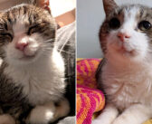 病気の体で路上から保護されて、優しい人達のおかげで輝きを取り戻した猫。その愛らしい笑顔がみんなの心を温める