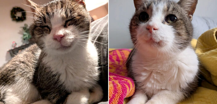 病気の体で路上から保護されて、優しい人達のおかげで輝きを取り戻した猫。その愛らしい笑顔がみんなの心を温める