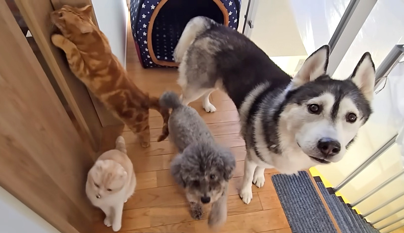 家の中の見回りをする犬達と猫達