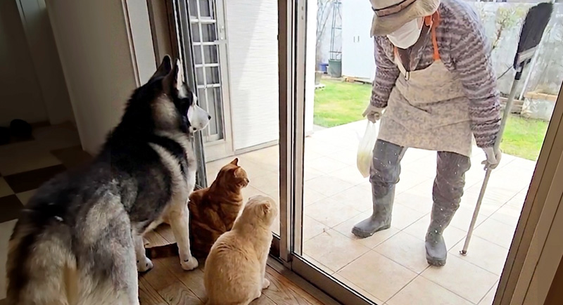 おばあちゃんを警戒する犬達と猫達
