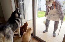 おばあちゃんを警戒する犬達と猫達