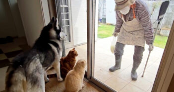 おばあちゃんを警戒する犬達と猫達
