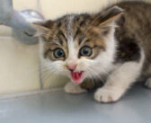 保護直後の「シャー！」から1日。ついに見せた子猫の甘える姿に心がポカポカ温まる (*´ω｀*)