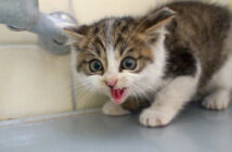 シャーと威嚇する子猫