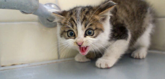 保護直後の「シャー!」から1日。ついに見せた子猫の甘える姿に心がポカポカ温まる (*´ω`*)