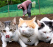 おばあちゃんと畑に来た猫達