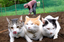 おばあちゃんと畑に来た猫達