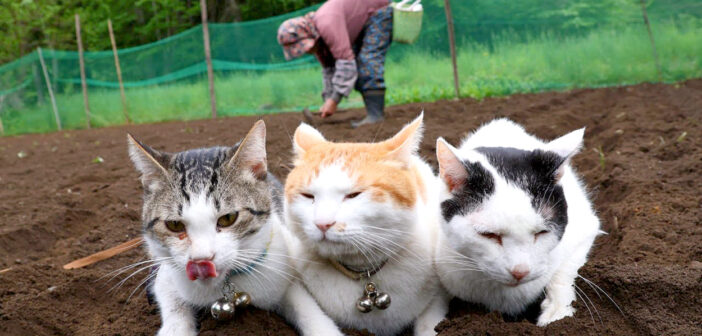 おばあちゃんと畑に来た猫達