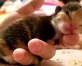 小さな体で生まれた未熟児の子猫。優しい女性のおかげで死の淵から蘇り、1ヶ月後に見せた幸せそうな姿に胸が熱くなる