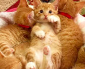 母猫とはぐれてしまった6匹の茶トラ兄弟。安全な家で元気を取り戻すと、そのソックリな姿でみんなの心を温める