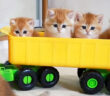 トラックに乗ってドライブを楽しむ子猫達