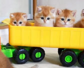 トラックに乗ってドライブを楽しむ子猫達。テンションが急上昇して大はしゃぎする様子が可愛すぎる ( *´艸｀)♡