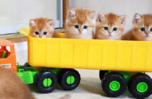トラックに乗ってドライブを楽しむ子猫達