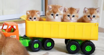 トラックに乗ってドライブを楽しむ子猫達