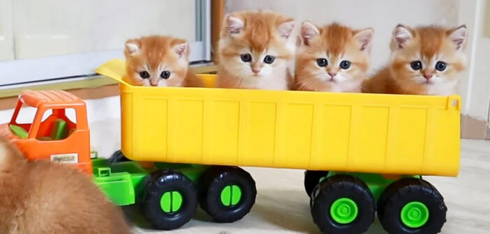 トラックに乗ってドライブを楽しむ子猫達