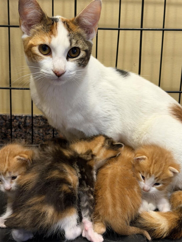 保護された三毛猫と子猫達