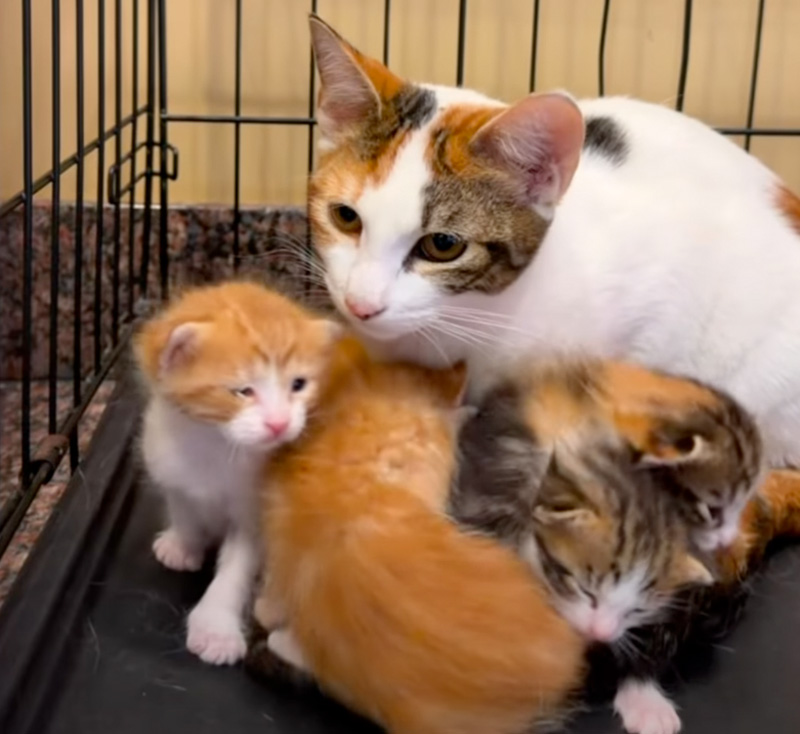 子猫達を世話する姉猫