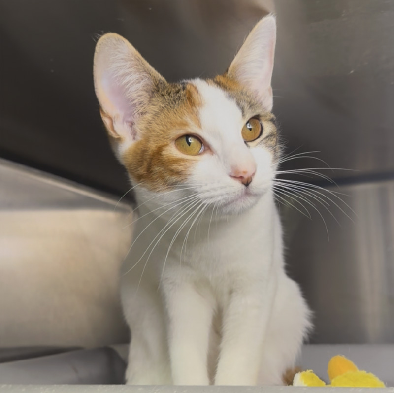 保護された姉猫