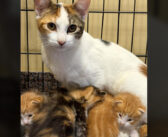 母猫とその子供達を救ったと思った保護施設のスタッフ達。でも予想外の真実が判明して思わずビックリ！