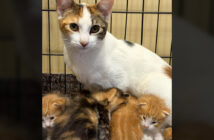 保護された猫と子猫達