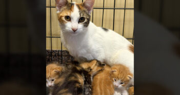 保護された猫と子猫達