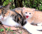 子育て中の三毛猫が子猫を連れて来てくれた♪ お母さんにピッタリとくっつきながら威嚇してくる子猫が可愛い (*´ェ`*)♡