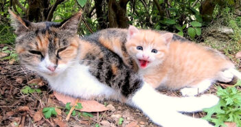 子育て中の三毛猫が子猫を連れて来てくれた♪ お母さんにピッタリとくっつきながら威嚇してくる子猫が可愛い (*´ェ`*)♡ 猫の親子