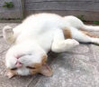 ゴロンと転がる猫さん