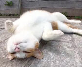 近づくと突然受け身の練習を始める猫さん。猛烈にゴロンゴロンと転がって、ナデナデアピールしてくる姿に癒される♡