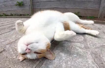 ゴロンと転がる猫さん