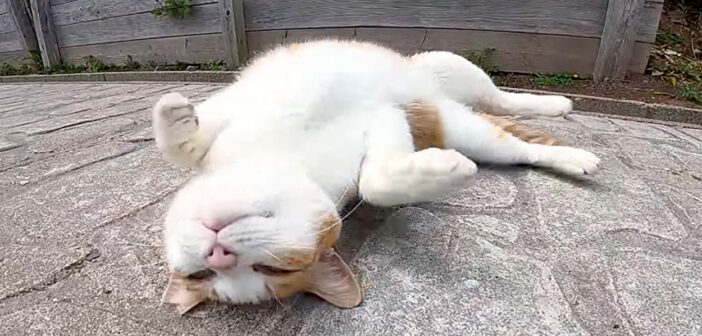 近づくと突然受け身の練習を始める猫さん。猛烈にゴロンゴロンと転がって、ナデナデアピールしてくる姿に癒される♡