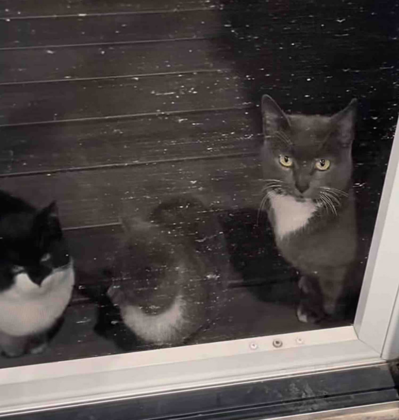 窓の外に現れた猫の親子