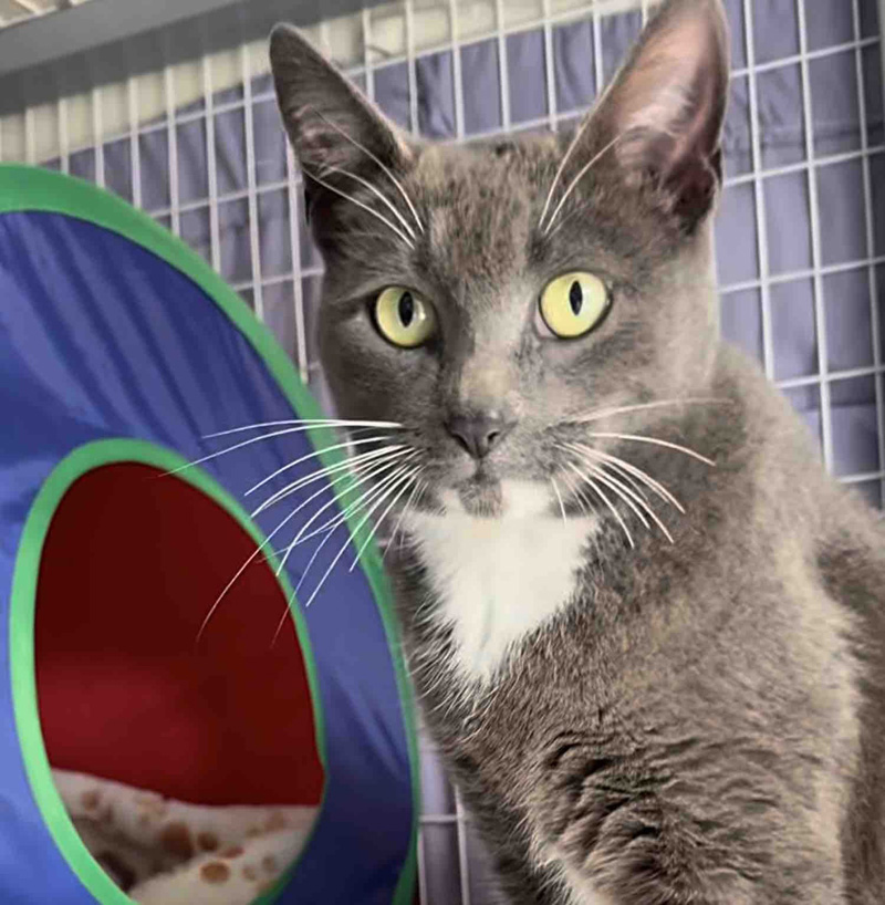 保護された母猫