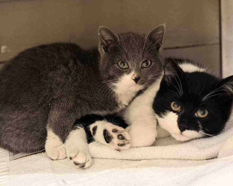 寄り添う子猫達