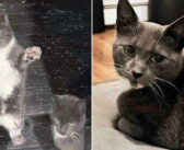 厳しい寒さの中、子猫達を連れて網戸の外に現れて、助けを待っていた母猫。その日、猫の親子の人生が永遠に変わる！