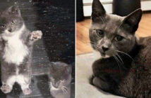 助けを持っていた猫の親子