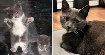 助けを持っていた猫の親子