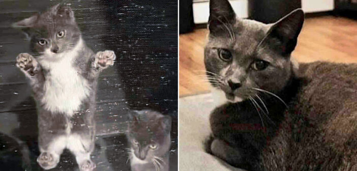 厳しい寒さの中、子猫達を連れて網戸の外に現れて、助けを待っていた母猫。その日、猫の親子の人生が永遠に変わる！