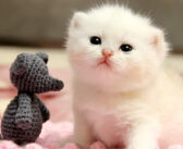 目が開いたばかりの幼い子猫。優しいお母さんに見守られながら、ヨチヨチと歩く練習をする姿が可愛すぎる ( *´艸｀)♡